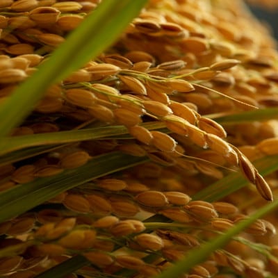 什å7å¹Žç£æ°ç±³ã京éœåºäžè¬éçºç£ã³ã·ãã«ãª 粟米5kgããå±±å£èŸ²åãããã©ã³èŸ²å®¶ãã ããã®ç¹å¥æ œå¹ç±³ã1696442ã