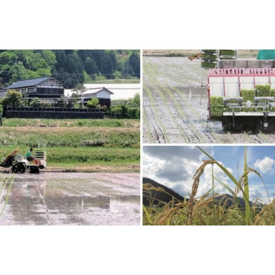 令和7年米　京都与謝野町産コシヒカリ「京の豆っこ米」玄米10kg×2袋　【誠武農園】 農家直送【1724220】