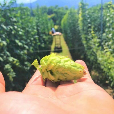 【毎月定期便】【京都ハンナリーズ コラボラベル】ASOBI　350ml×12本クラフトビール全12回【4081158】