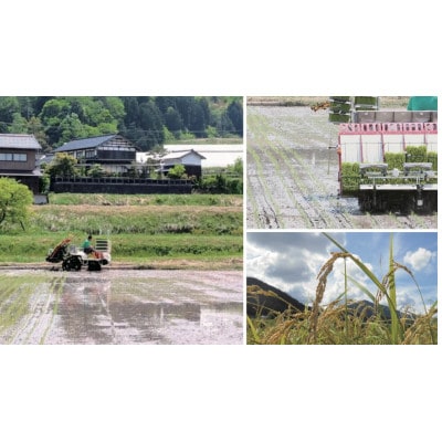 令和7年米　京都与謝野町産コシヒカリ「京の豆っこ米」玄米10kg×1袋　【誠武農園】 農家直送【1724424】