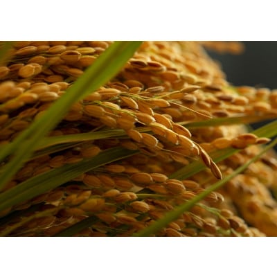 什å7å¹Žç£æ°ç±³ã京éœåºäžè¬éçºç£ã³ã·ãã«ãªã京ã®è±ã£ãç±³ã粟米10kgãå±±å£èŸ²åãã ããã®ç¹å¥æ œå¹ç±³ã1696449ã