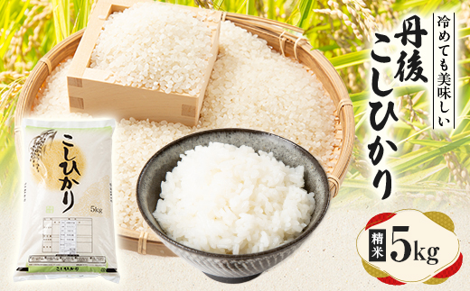 【令和7年産米】京都府与謝野町産 丹後コシヒカリ 精米5kg　もちもちとした食感が特徴のおいしいお米【1686748】