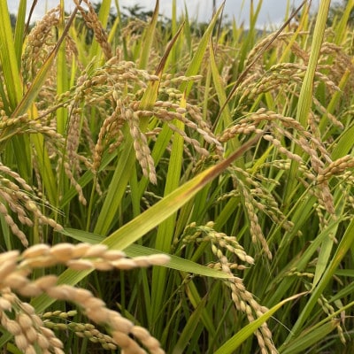 ãå
è¡åä»ãæ°ééå®!什å8幎æ°ç±³ 京éœäžè¬éçºç£ã³ã·ãã«ãªã京ã®è±ã£ãç±³ãã粟米15kgã1725119ã