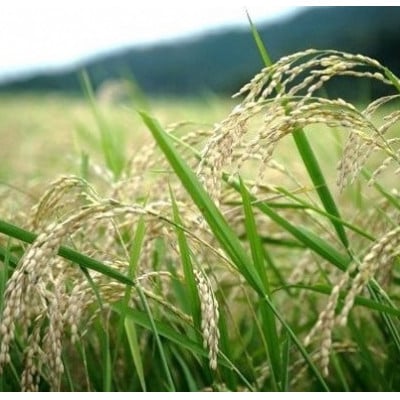 令和7年産米　京都丹後産コシヒカリ　精米30kg　栽培期間中、農薬を減らして育てたお米　農家直送【1682132】