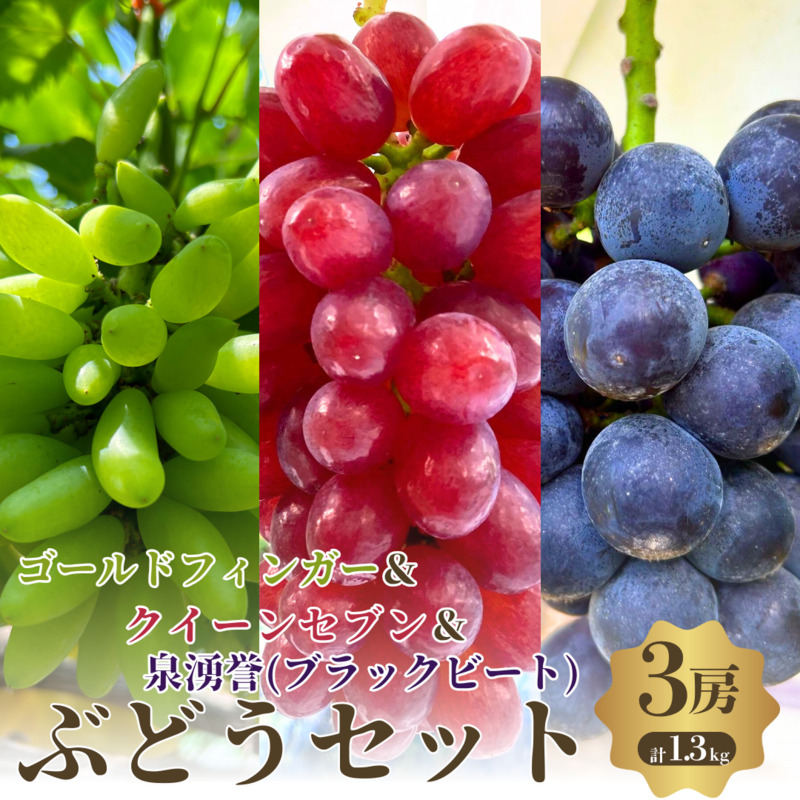 先行予約 数量限定 ゴールドフィンガー クイーンセブン 泉湧誉 3色 3房 セット ぶどうセット 詰め合わせ 葡萄 ぶどう 食べ比べ フルーツ 果物 高糖度  大阪 大阪府 岸和田市