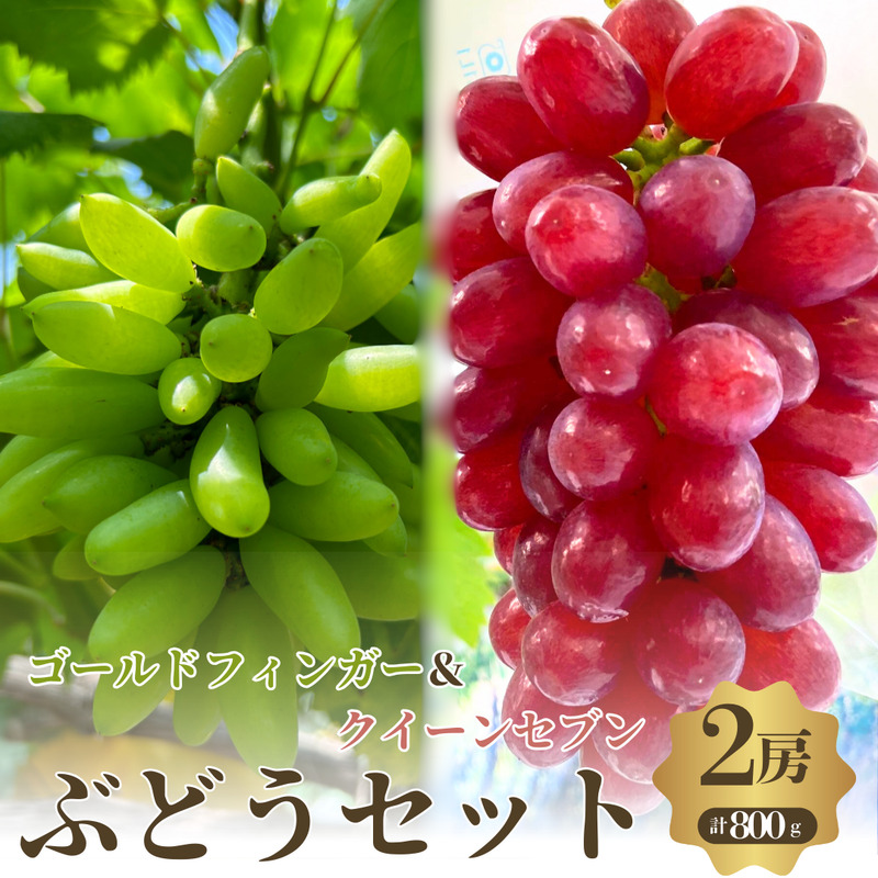 先行予約 数量限定 クイーンセブン ゴールドフィンガー 2房 ぶどうセット 詰め合わせ 葡萄 ぶどう 食べ比べ フルーツ 果物 高糖度 旬の果物 大阪 大阪府 岸和田市
