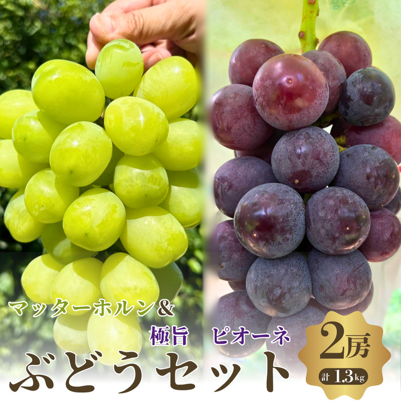 先行予約 数量限定 マッターホルン ピオーネ 2房 ぶどうセット 詰め合わせ 葡萄 ぶどう ブドウ 食べ比べ フルーツ 果物  高糖度旬の果物 大阪 大阪府 岸和田市