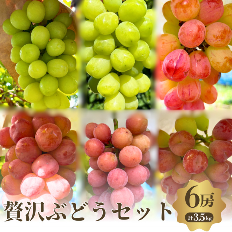 先行予約 数量限定 マスカット シャインマスカット 4種 6房 食べ比べ ぶどうセット セット 詰め合わせ 葡萄 ぶどう ブドウ フルーツ 果物 高糖度 旬の果物 大阪 大阪府 岸和田市
