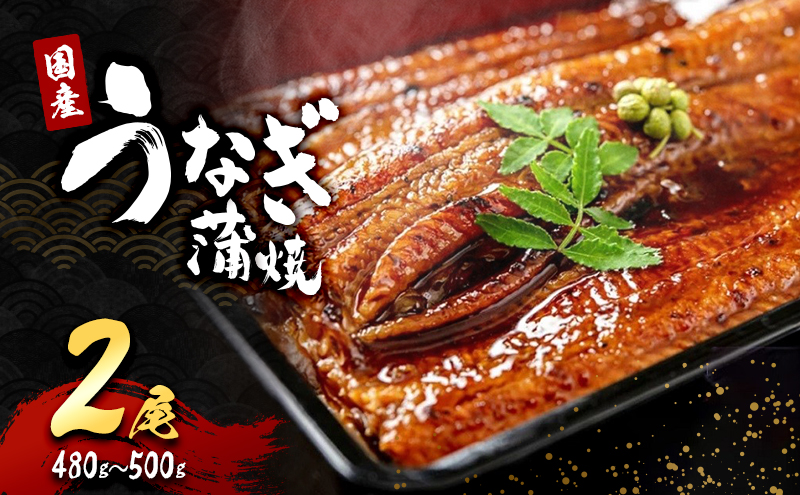 うなぎ 国産 蒲焼き 2尾 (480g～500g) 詰め合わせ セット うなぎ蒲焼 国産うなぎ 国産うなぎ蒲焼 うなぎの蒲焼 冷凍ウナギ 冷凍食品 冷凍 惣菜 おかず 魚 魚介 魚介類 大阪 大阪府 岸和田市