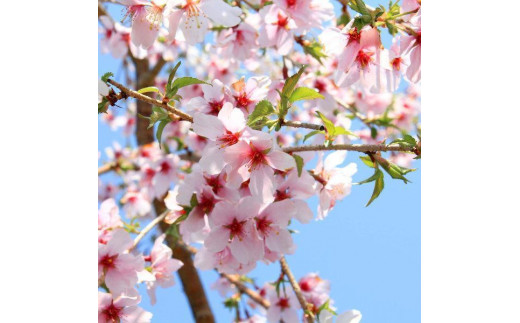 【39-10】 養庄園 しだれ富士桜盆栽