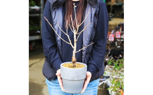 【39-08】 養庄園 御殿場桜盆栽