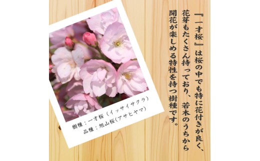 【39-03】 養庄園 桜盆栽