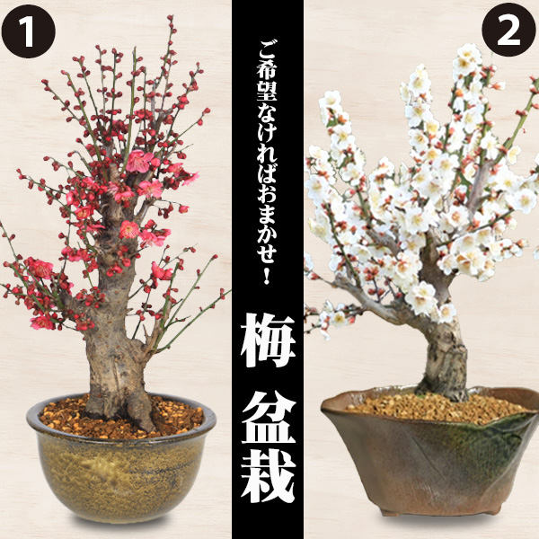 【39-06】 養庄園 梅盆栽