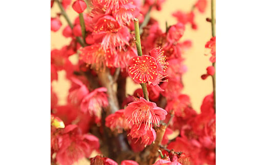 【39-06】 養庄園 紅白梅寄せ盆栽