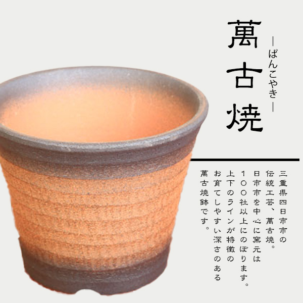 【39-08】 養庄園 中品盆栽：桜盆栽