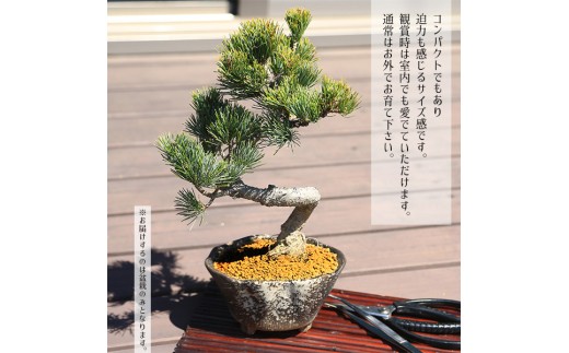 【39-10】 養庄園 盆栽と盆栽道具 初心者入門セット
