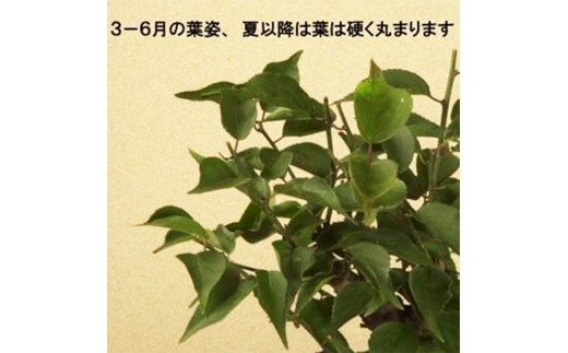 【39-06】 養庄園 梅盆栽