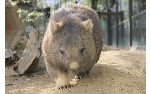 【24-08】五月山動物園　ウォンバットグッズBセット