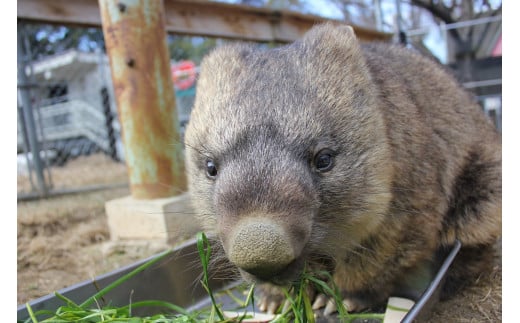 【24-07】五月山動物園　ウォンバットグッズAセット