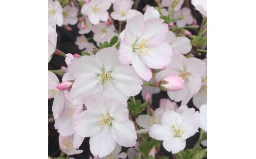 【39-08】 養庄園 御殿場桜盆栽