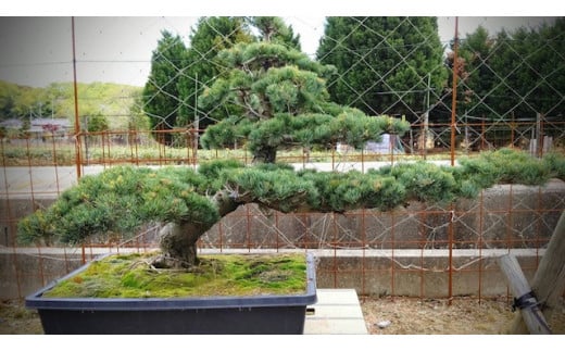 【46-06】 岩崎正光園 五葉松（鉢植え）