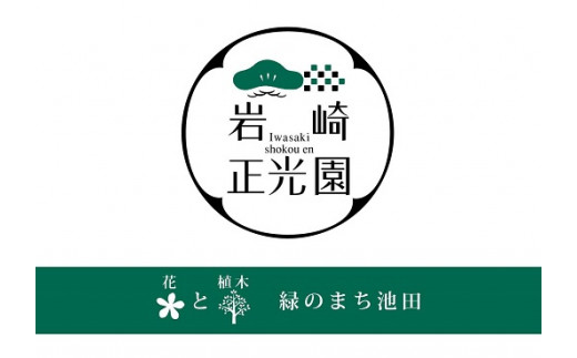 【46-07】 岩崎正光園 赤松（たれ松・鉢植え）