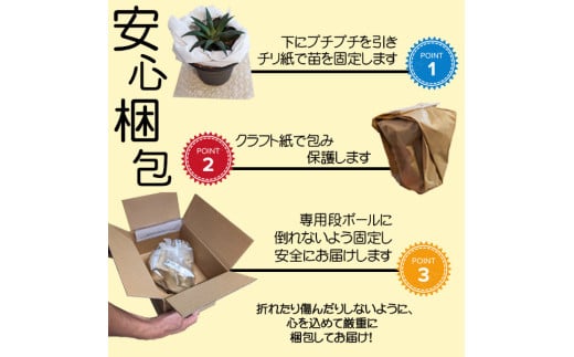 【39-02】 養庄園 キラキラ多肉植物セット