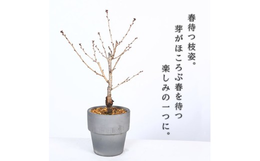 【39-08】 養庄園 御殿場桜盆栽