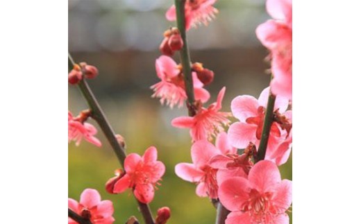 【39-06】 養庄園 梅盆栽