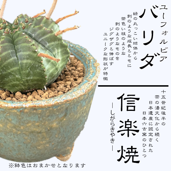 【39-01】 養庄園 ワクワク多肉植物 陶器入りセット