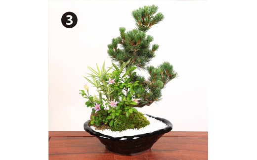 【39-05】 養庄園 季節の寄せ植え盆栽