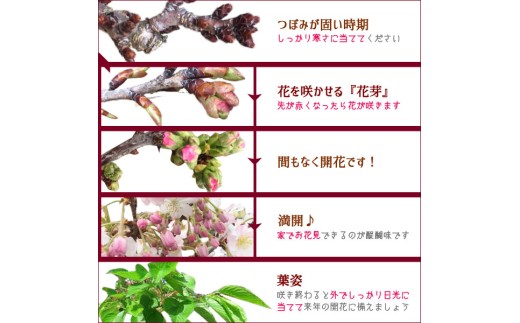 【39-08】 養庄園 御殿場桜盆栽