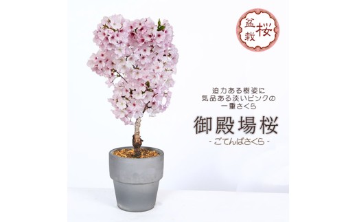 【39-08】 養庄園 御殿場桜盆栽
