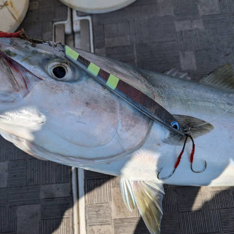 ãã£ãã·ã³ã°ããã¯ã¹ãéçºãããå®å
šçŸå ŽèŠç¹ã®ã«ã¢ãŒãã©ã³ããAZZURROãã®ãã¹ããŒãžã®ã³ã°å¯Ÿå¿ éç©ã¿ããã¿ãŒã³å¿
é ã®ãã³ã°ã¡ã¿ã«ãžã°ãã«ã³ãŽII 250gã2æ¬ã»ãã