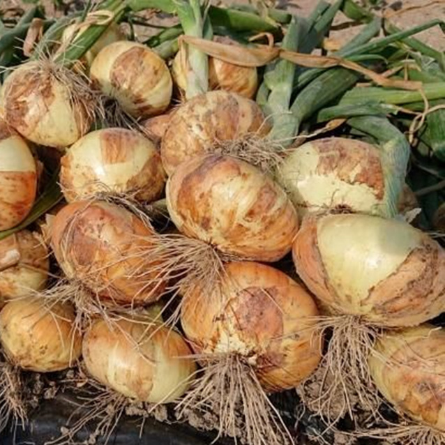 幻のたまねぎ 泉州黄玉ねぎ 10kg | 野菜 やさい 伝統野菜 泉州玉ねぎ たまねぎ 玉葱 ネギ 産地直送 大阪府 泉大津市 ※北海道・沖縄・離島への配送不可 ※2026年5月上旬～6月下旬頃に順次発送予定