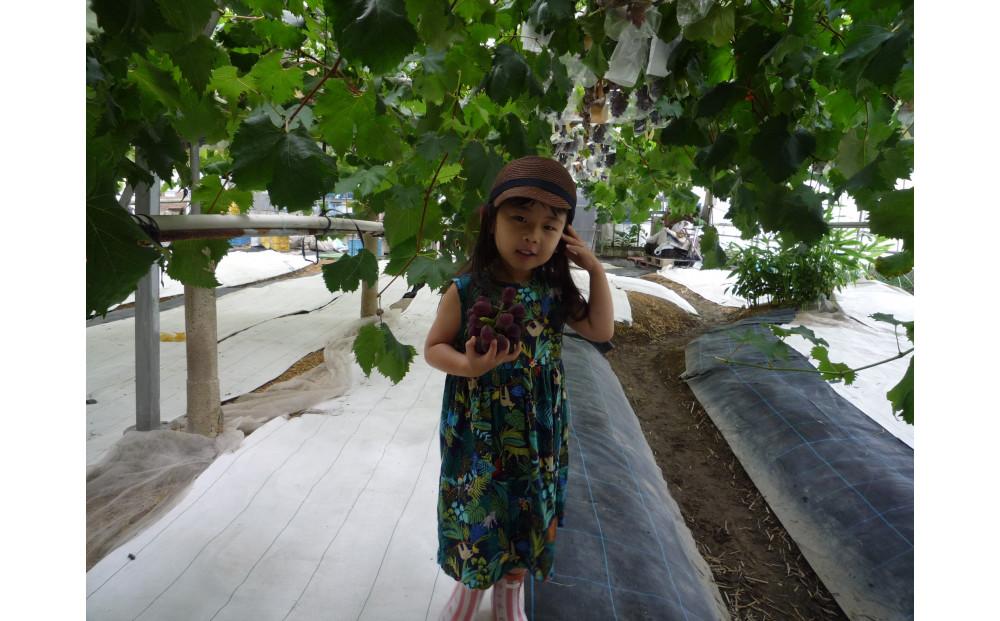 ＜2026年 先行予約8月中旬発送＞【貝塚市産】特選ブラックビート２房入り 1.4kg以上