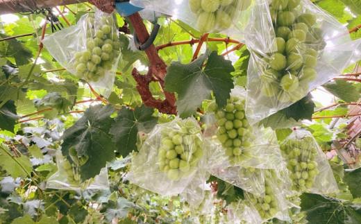 ïŒ2026幎 å
è¡åä» 8æäžæ¬çºéïŒãè²å¡åžç£ãç¹éžã·ã£ã€ã³ãã¹ã«ããïŒæ¿å
¥ã 1.4kg以äž