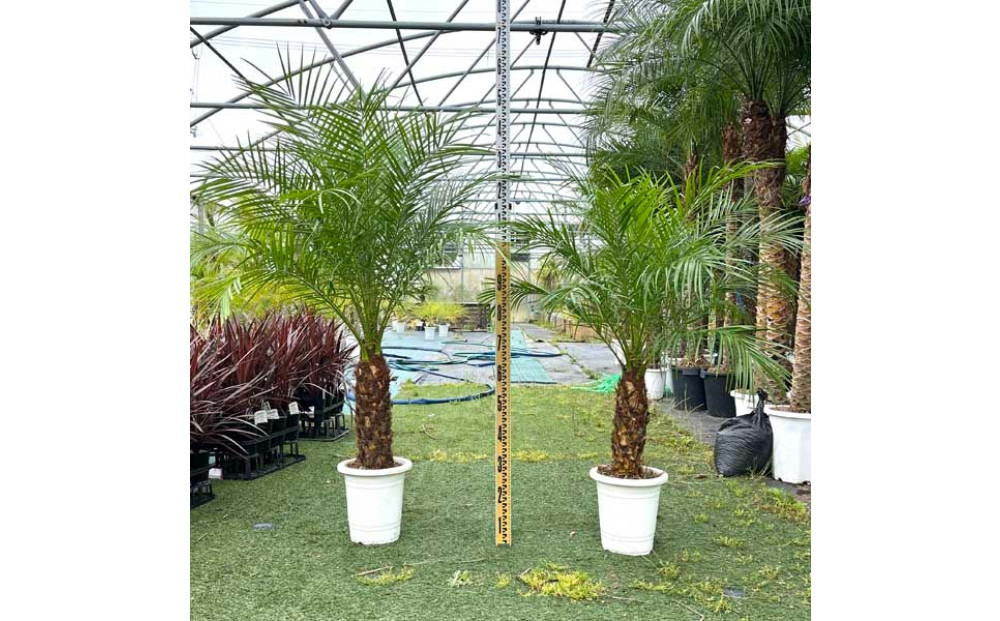【110～130cm】ヤシの木1本 フェニックス・ロべレニー ロべヤシ