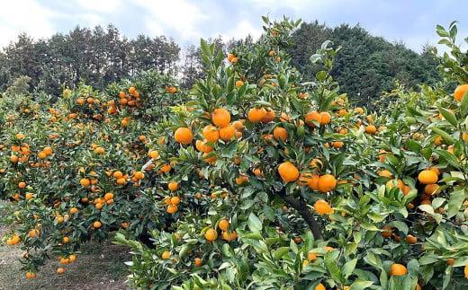 季節の味覚！貝塚市産 温州みかん10kg