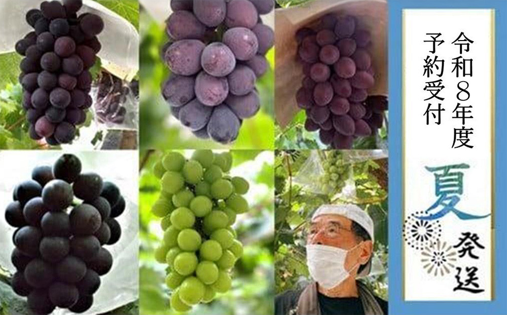 ＜2026年 先行受付 8月中旬発送＞【貝塚市産】高級ぶどう３種詰合せ４～５房入り 約2.4kg