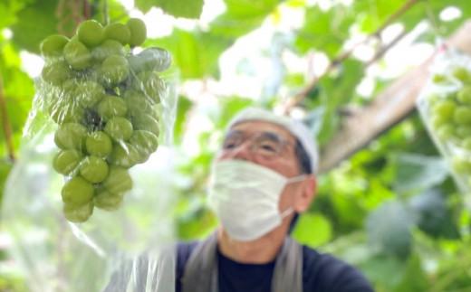 ＜2026年 先行予約8月中旬発送＞【貝塚市産】特選シャインマスカット 650g以上