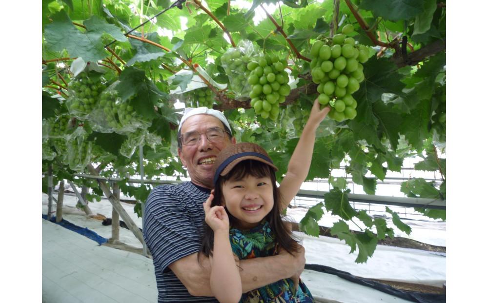 ïŒ2026幎 å
è¡åä» 8æäžæ¬çºéïŒãè²å¡åžç£ãç¹éžã·ã£ã€ã³ãã¹ã«ããïŒæ¿å
¥ã 1.4kg以äž