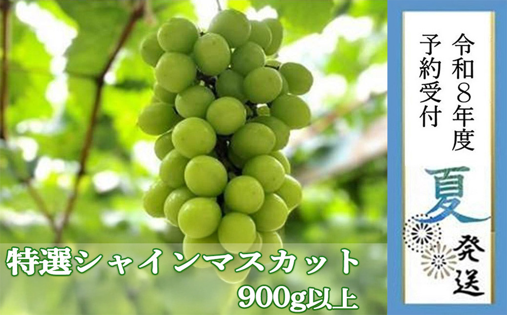 ＜2026年 先行受付 8月中旬発送＞【貝塚市産】特選シャインマスカット 900g以上３Lサイズ