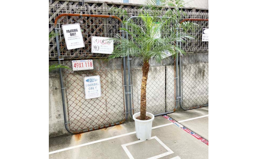 【190～210cm】ヤシの木1本 フェニックス・ロべレニー ロべヤシ