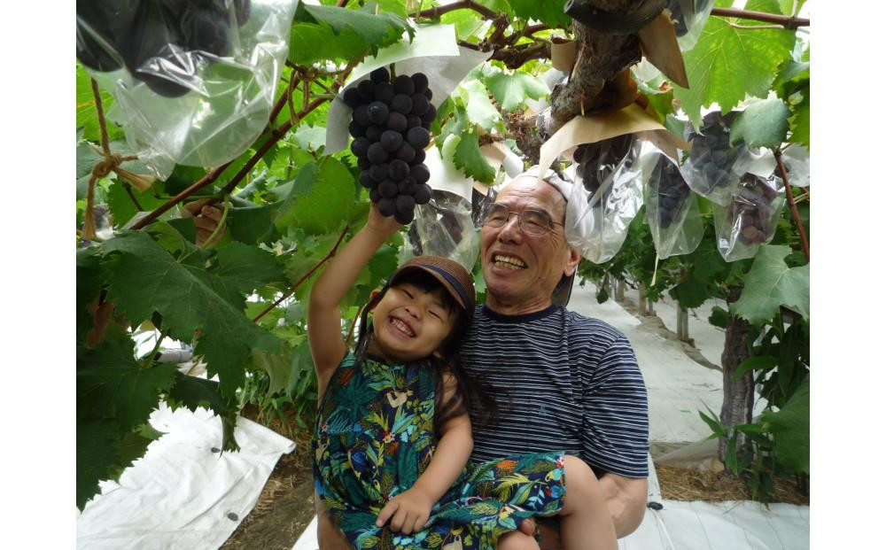 ＜2026年 先行予約8月中旬発送＞【貝塚市産】特選ブラックビート1房入り 700g以上