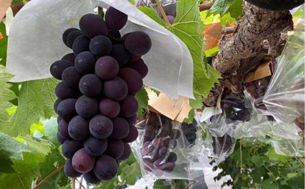 ＜2026年 先行予約8月中旬発送＞【貝塚市産】特選ブラックビート1房入り 700g以上