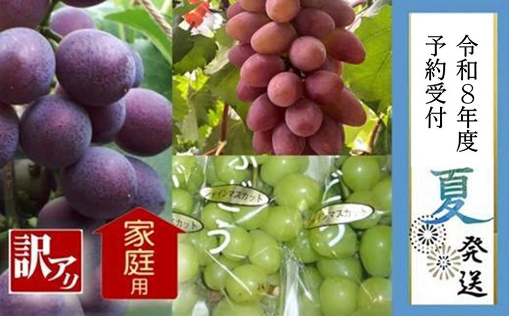 ＜2026年 先行受付 8月中旬発送＞【貝塚市産】訳あり・ご家庭用ぶどう約1.5kg