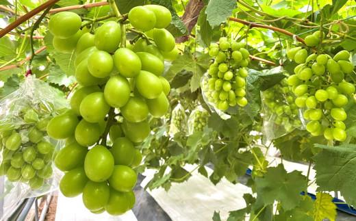 ïŒ2026幎 å
è¡åä» 8æäžæ¬çºéïŒãè²å¡åžç£ãç¹éžã·ã£ã€ã³ãã¹ã«ããïŒæ¿å
¥ã 1.4kg以äž