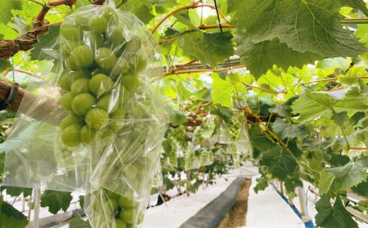 ïŒ2026幎 å
è¡åä» 8æäžæ¬çºéïŒãè²å¡åžç£ãç¹éžã·ã£ã€ã³ãã¹ã«ããïŒæ¿å
¥ã 1.4kg以äž