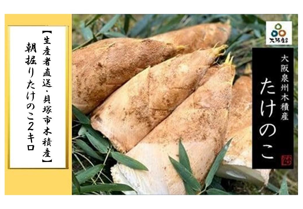 ＜2027年3月下旬発送予定＞【生産者直送・貝塚市木積産】朝掘りたけのこ２kg